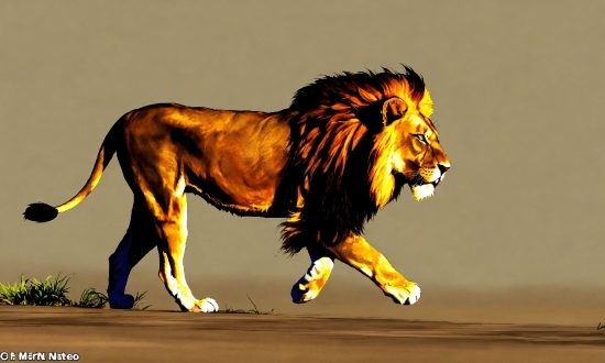 Filmora Without Watermark For Pc, Roar, Lion, Carnivore, Felidae, Masai Lion