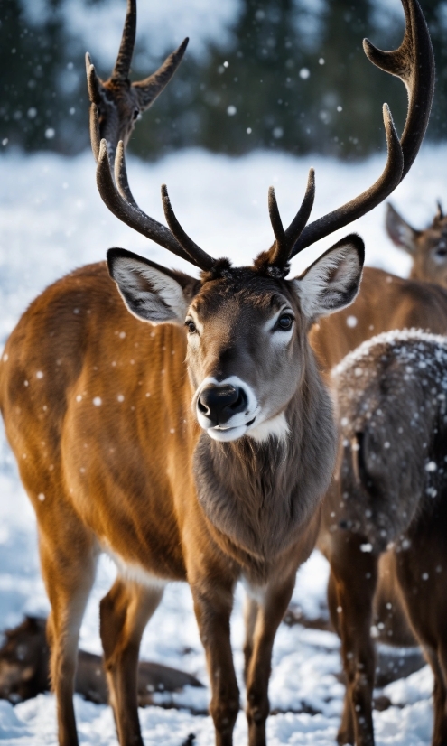 Free Video Creation Tools, Deer, Snow, Nature, Elk, Mammal