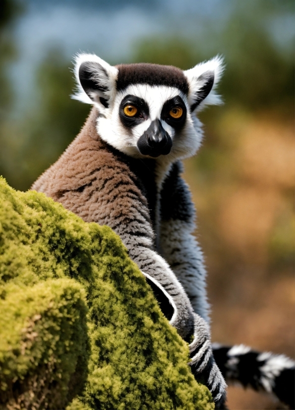 Lagu No Copyright, Primate, Lemur, Eye, Plant, Natural Environment