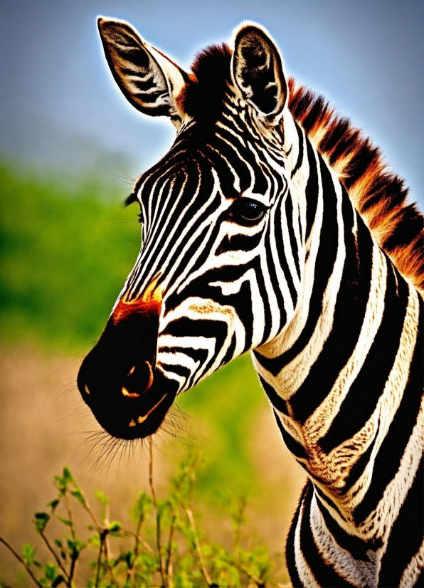 List Of Music In Public Domain, Zebra, Natural Environment, Neck, Organism, Fawn