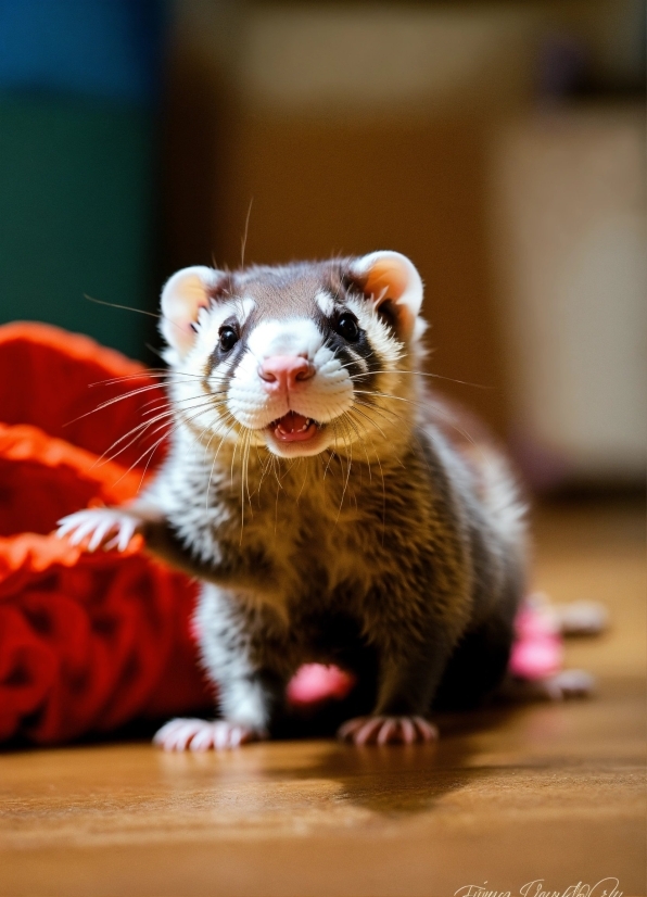 Ncs Mp3 Song, Ferret, Eye, Felidae, Carnivore, Rodent