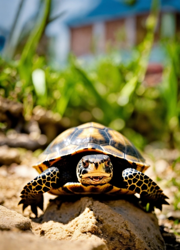 Photo Collage Free Online, Reptile, Eastern Box Turtle, Nature, Turtle, Organism