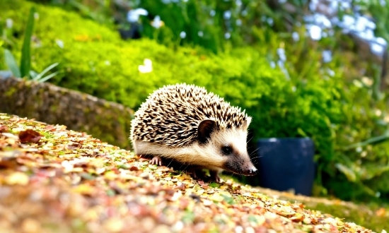 Photo Editor For Pc, Hedgehog, Erinaceidae, Domesticated Hedgehog, Plant, Organism