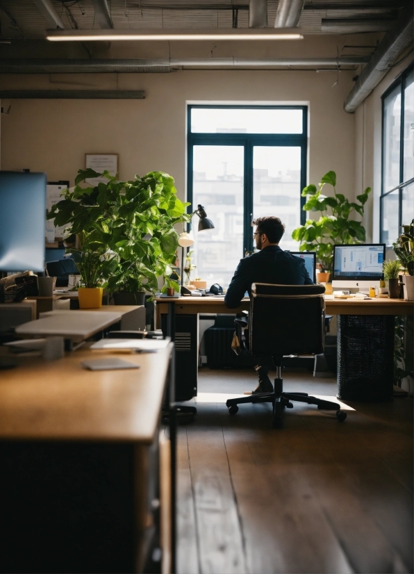 Plant, Table, Window, Furniture, Houseplant, Chair