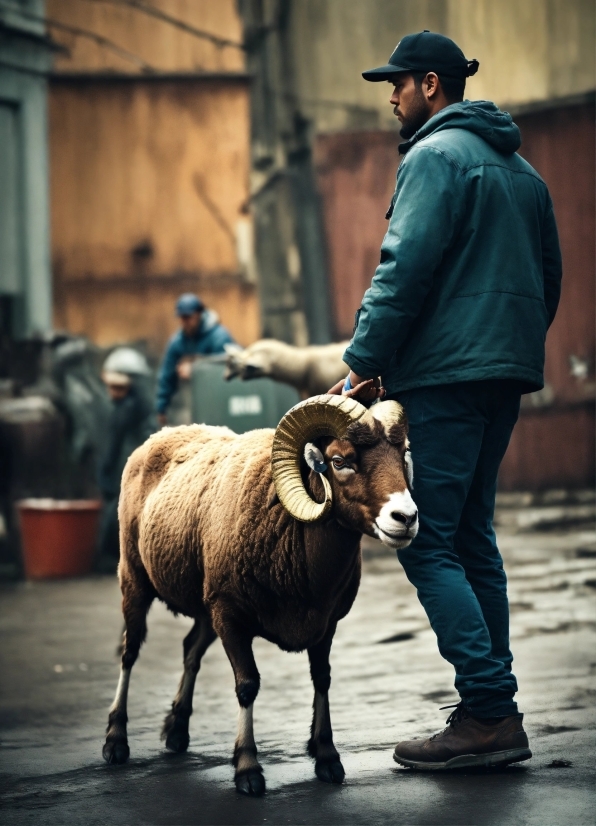 Rap No Copyright, Hat, Infrastructure, Working Animal, Goat, Sheep