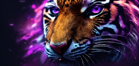 Social Media Marketing Video Maker, Bengal Tiger, Siberian Tiger, Tiger, Felidae, Carnivore