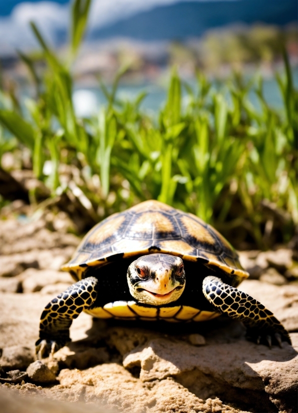 Super Video Editing App, Ecoregion, Reptile, Nature, Natural Environment, Turtle