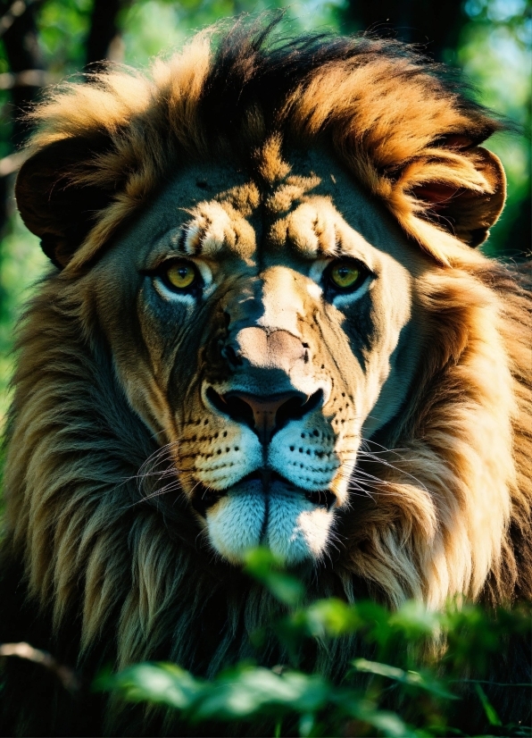 Top Video Editor, Hair, Felidae, Carnivore, Lion, Masai Lion