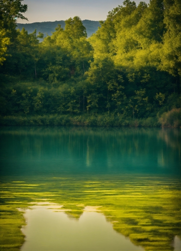 Analytical Ai, Water, Sky, Atmosphere, Tree, Plant