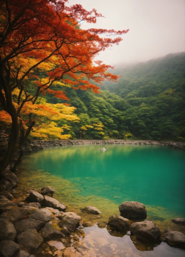 Artificial Intelligence Google Scholar, Water, Sky, Cloud, Natural Landscape, Plant