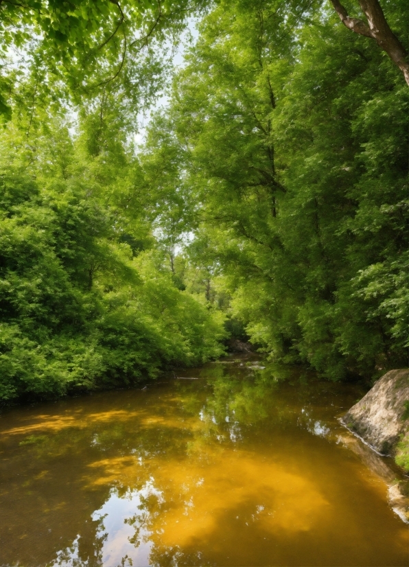 Author Ai Transcribe, Water, Plant, Natural Landscape, Fluvial Landforms Of Streams, Tree