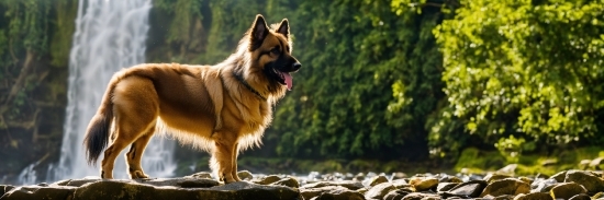 Corel Ai, Dog, Nature, Dog Breed, Plant, Carnivore