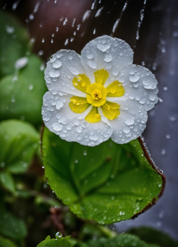 Creepy Image Generator, Flower, Water, Plant, Liquid, Botany