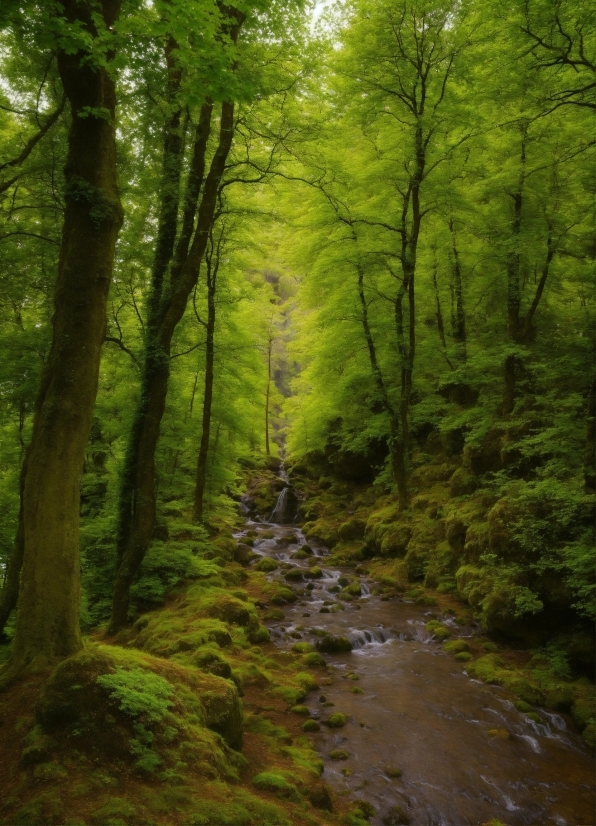 Dall E Neural Network, Plant, Natural Landscape, Wood, Tree, Terrestrial Plant