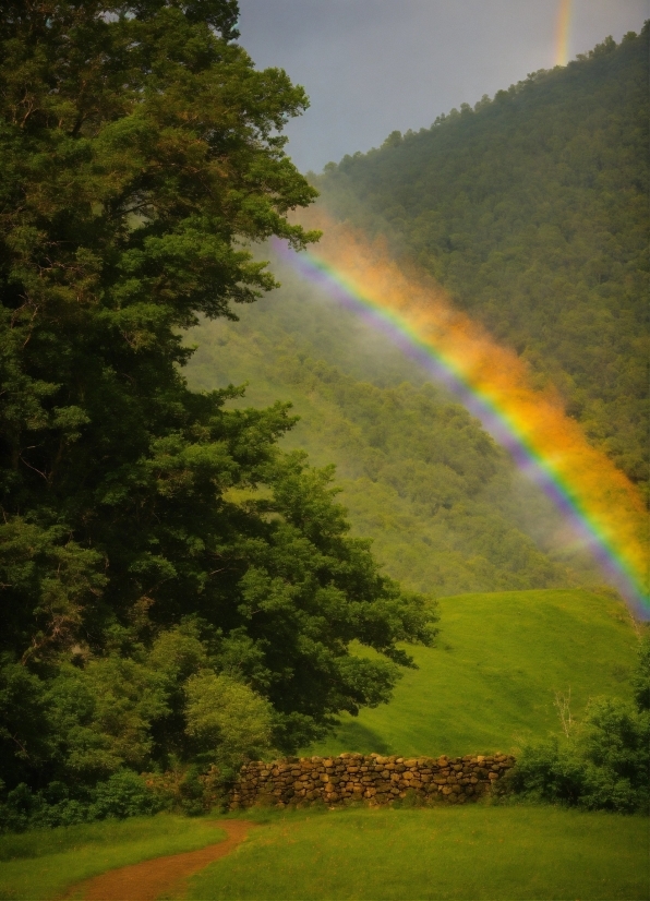 Dall E2 Examples, Rainbow, Plant, Sky, Light, Tree