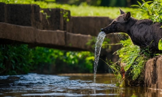 Openai Com Dalle2, Water, Plant, Green, Working Animal, Body Of Water