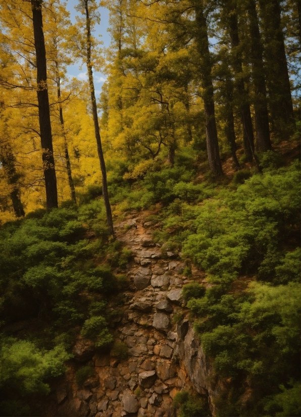 Plant, Ecoregion, Natural Landscape, Wood, Tree, Larch