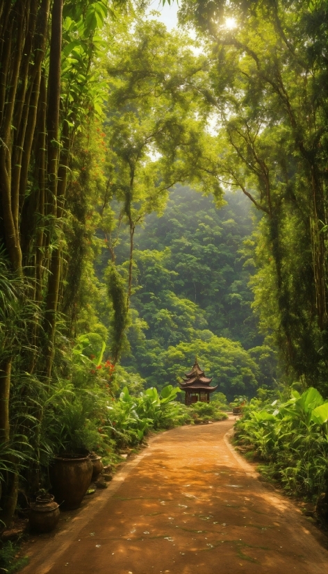 Plant, Natural Landscape, Branch, Wood, Tree, Terrestrial Plant