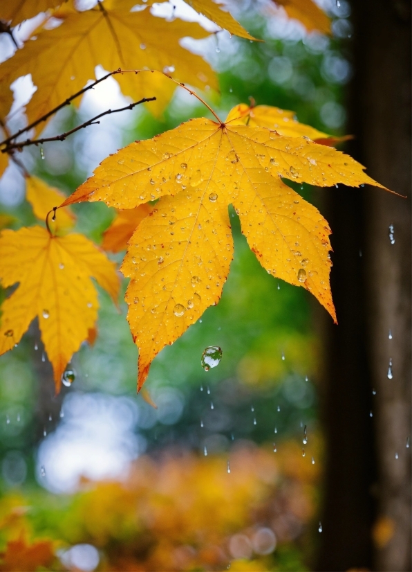 Plant, Water, Leaf, Botany, Twig, Branch