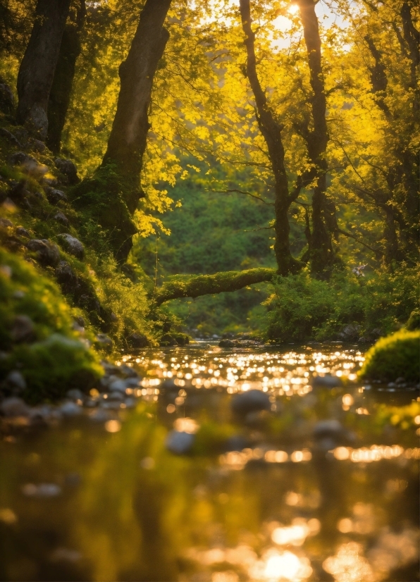 Plant, Water, People In Nature, Natural Landscape, Tree, Wood