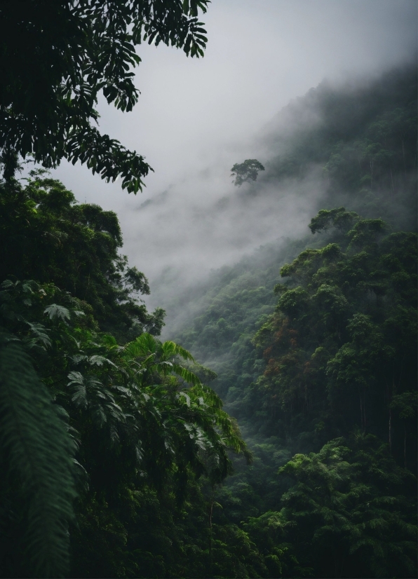 Stable Diffusion From Image, Cloud, Plant, Mountain, Natural Landscape, Fog