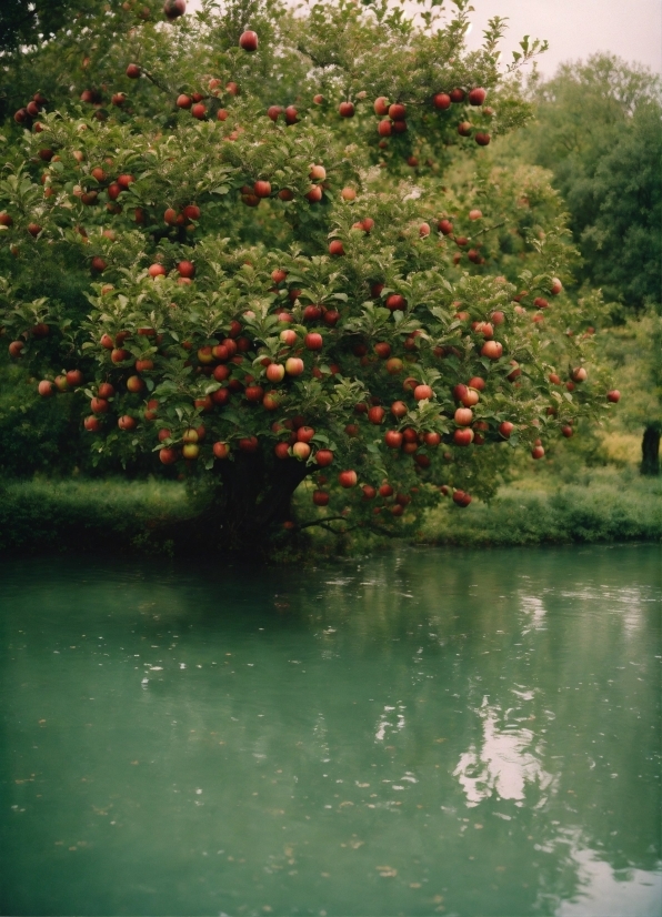 Water, Flower, Plant, Sky, Fruit, Branch