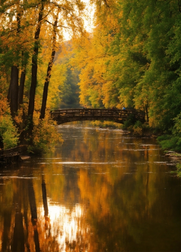 Water, Plant, Sky, Natural Landscape, Wood, Tree