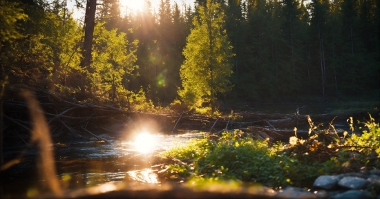 Water, Sky, Plant, Light, Automotive Lighting, Natural Landscape