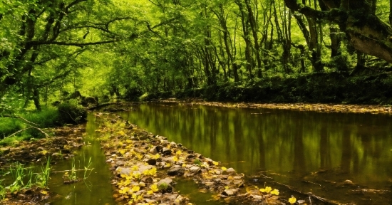 Water, Water Resources, Natural Landscape, Fluvial Landforms Of Streams, Plant, Wood