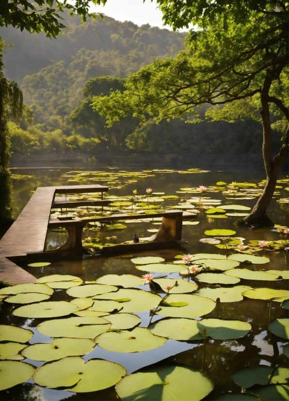 Water, Water Resources, Plant, Sky, Natural Landscape, Nature