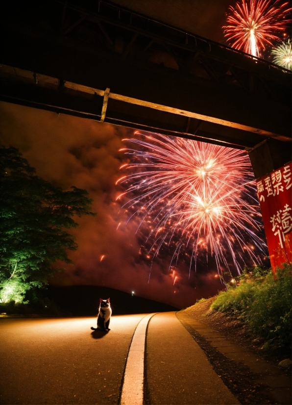 Cartoon Pic Editor, Fireworks, Light, Nature, Black, Plant