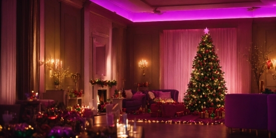 Christmas Tree, Plant, Property, Furniture, Decoration, Purple