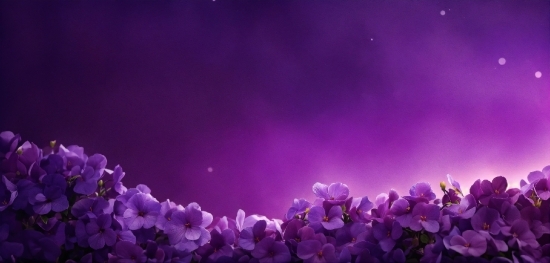 Jenny Walton, Flower, Atmosphere, Plant, Purple, Nature