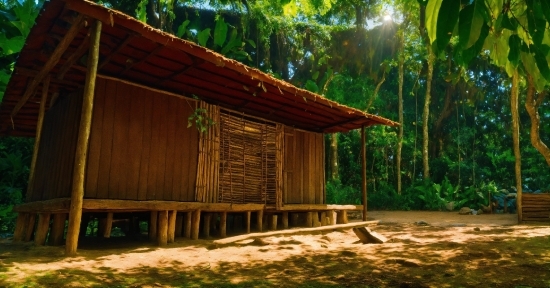 Zombie Stock Image, Natural Landscape, Wood, Shade, Leisure, Terrestrial Plant