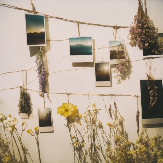 Ai Create Video From Text, Plant, Flower, Window, Rectangle, Wood