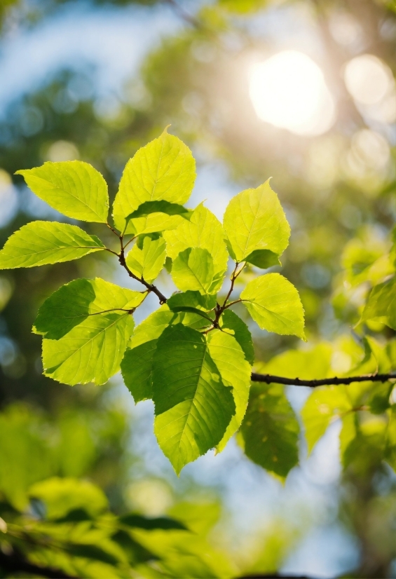 Branch, Twig, Sunlight, Biome, Natural Landscape, Wood