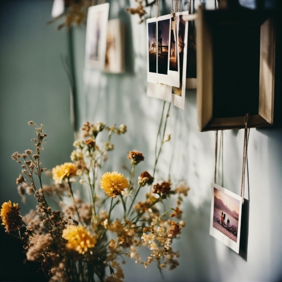 Flower, Plant, Window, Branch, Building, Lighting