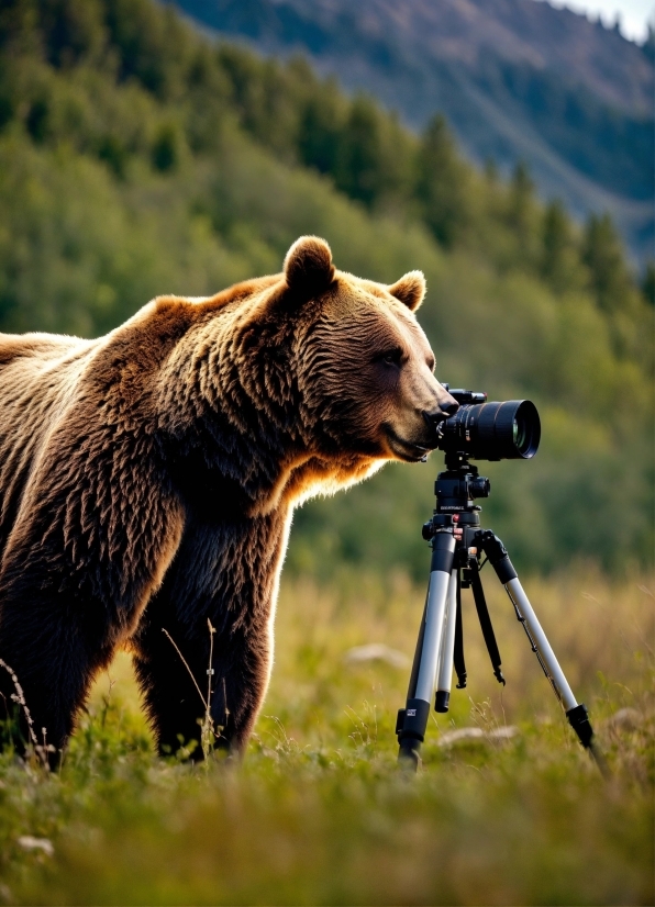 Free Upscale Image Online, Tripod, Brown Bear, Kodiak Bear, Plant, Grizzly Bear