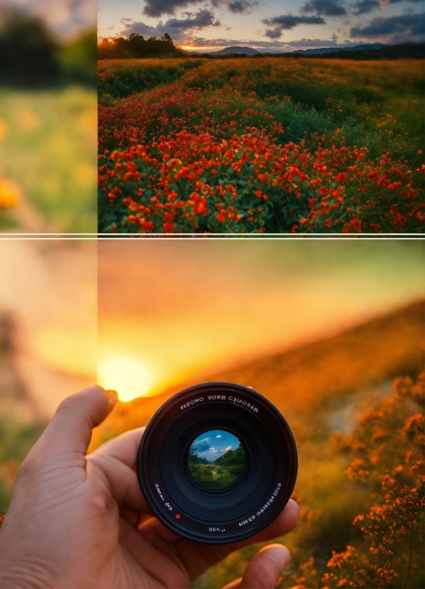 Good Morning Images Hd 1080p Download, Flower, Plant, Hand, Photograph, Sky