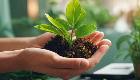 Hand, Plant, Houseplant, Flowerpot, Terrestrial Plant, Grass