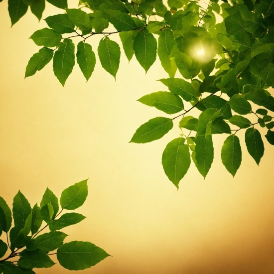 Jeremy Enecio, Twig, Branch, Vegetation, Sunlight, Woody Plant