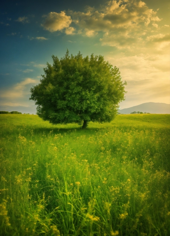 Kali Linux Wallpaper, Sky, Cloud, Plant, Flower, Green