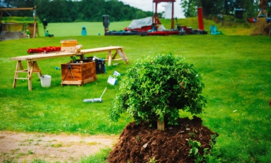 Kenneth Paul Block, Plant, Green, Wheel, Nature, Tree