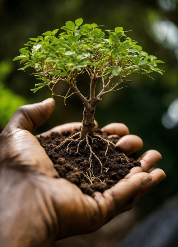 King Stock Photo, Plant, Houseplant, Branch, Wood, Twig