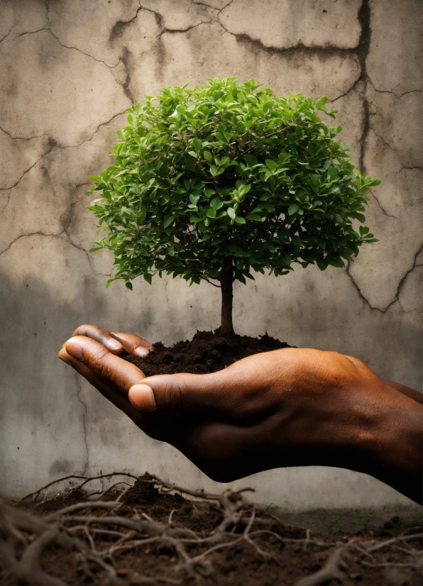 Ladki Ki Photo, Hand, Plant, People In Nature, Leaf, Wood