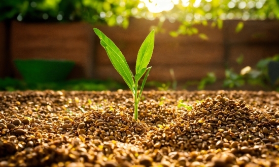 Ladki Photo, Plant, Wood, Terrestrial Plant, Grass, Tree