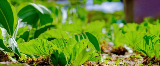 Lisa Photo, Plant, Natural Landscape, Terrestrial Plant, Grass, Groundcover