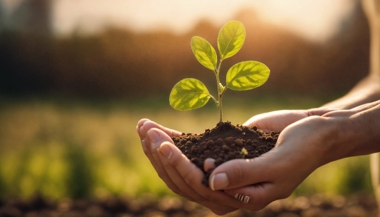 Live Water Wallpaper, Hand, Plant, Terrestrial Plant, Wood, People In Nature