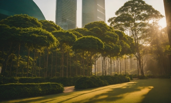 Louis Vuitton Background, Plant, Sky, Building, Skyscraper, Light