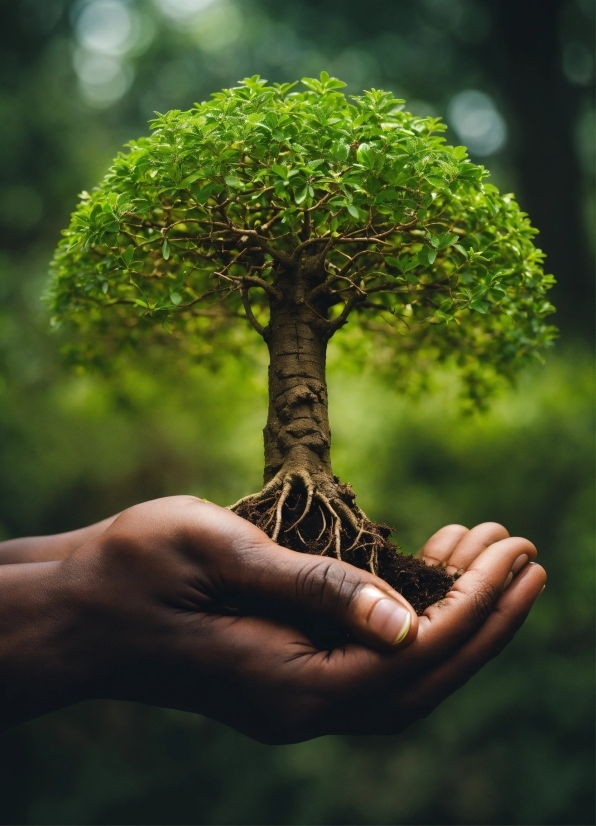 Luffy And Zoro Wallpaper, Hand, Plant, People In Nature, Leaf, Branch